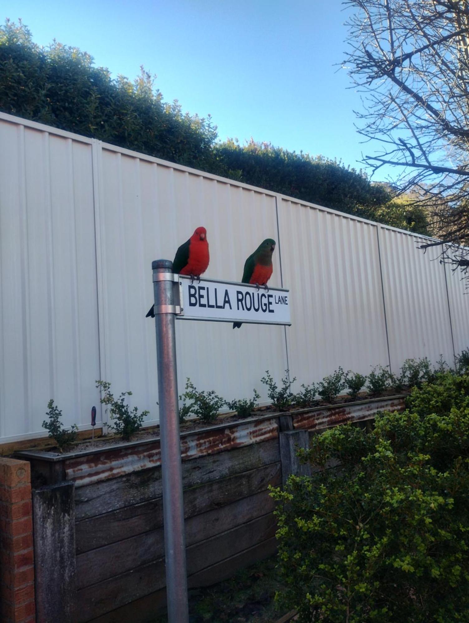 Bella Rouge * Bright