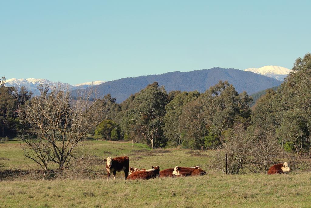 3 Bells Alpine
