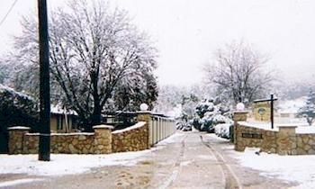 Willow Dene