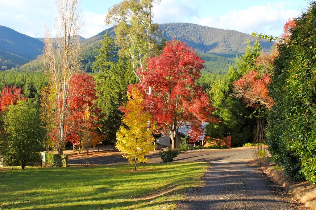 Barberry * Bright