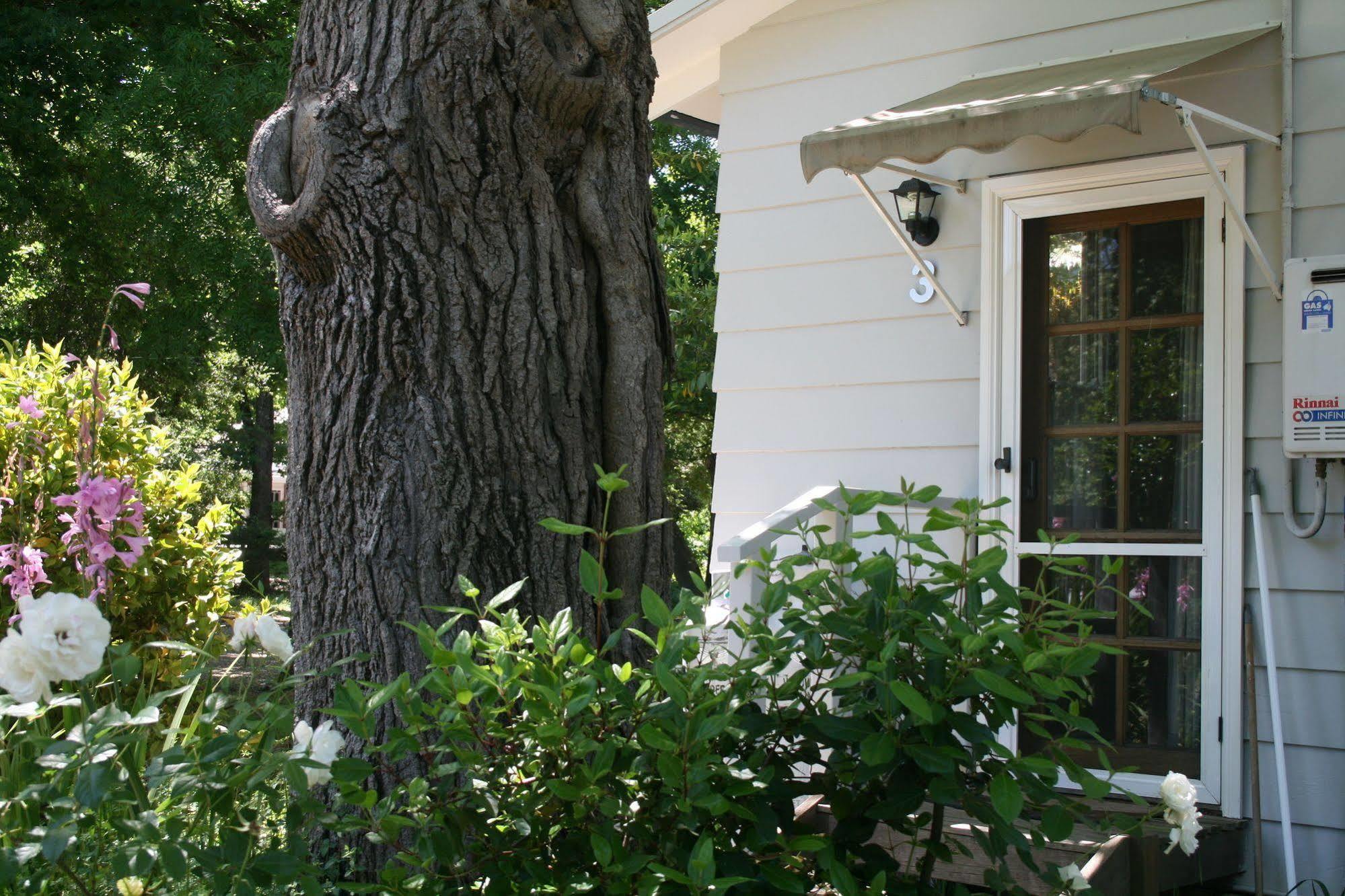 Elm