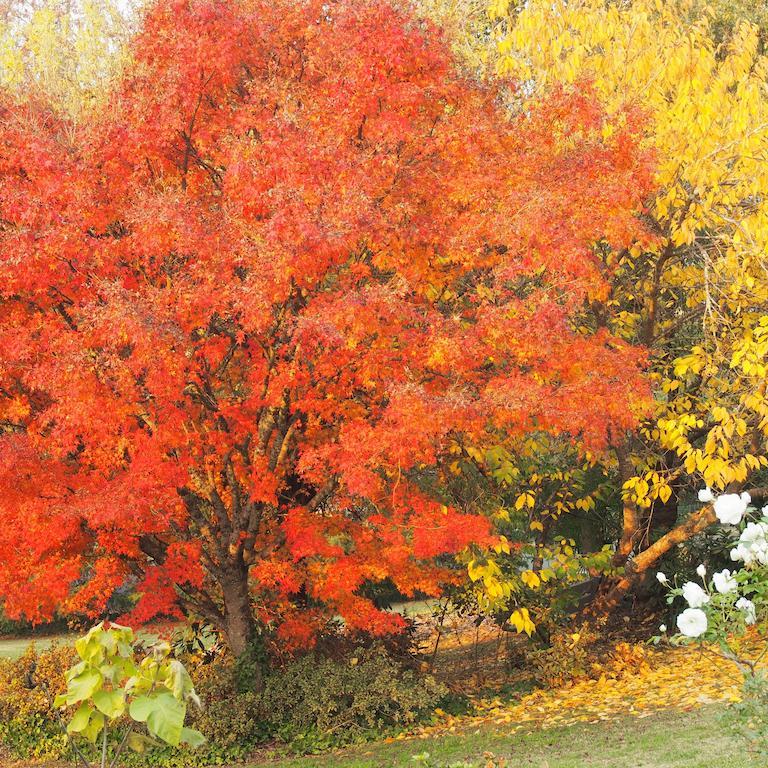 Apartment Forest Bright